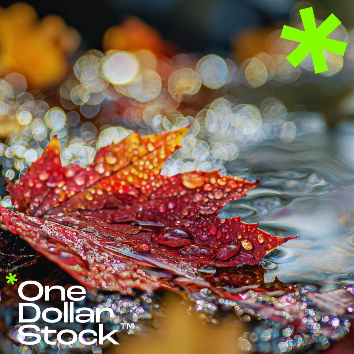 Top 10 Autumn Shots to Warm Up Your Social Media Feed