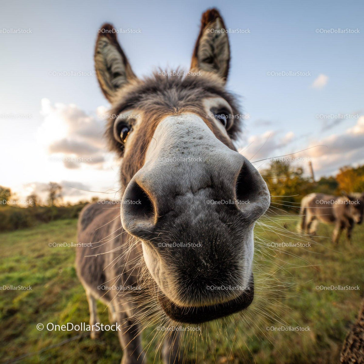 Close-up of a curious donkey's face in a sunny grassy field