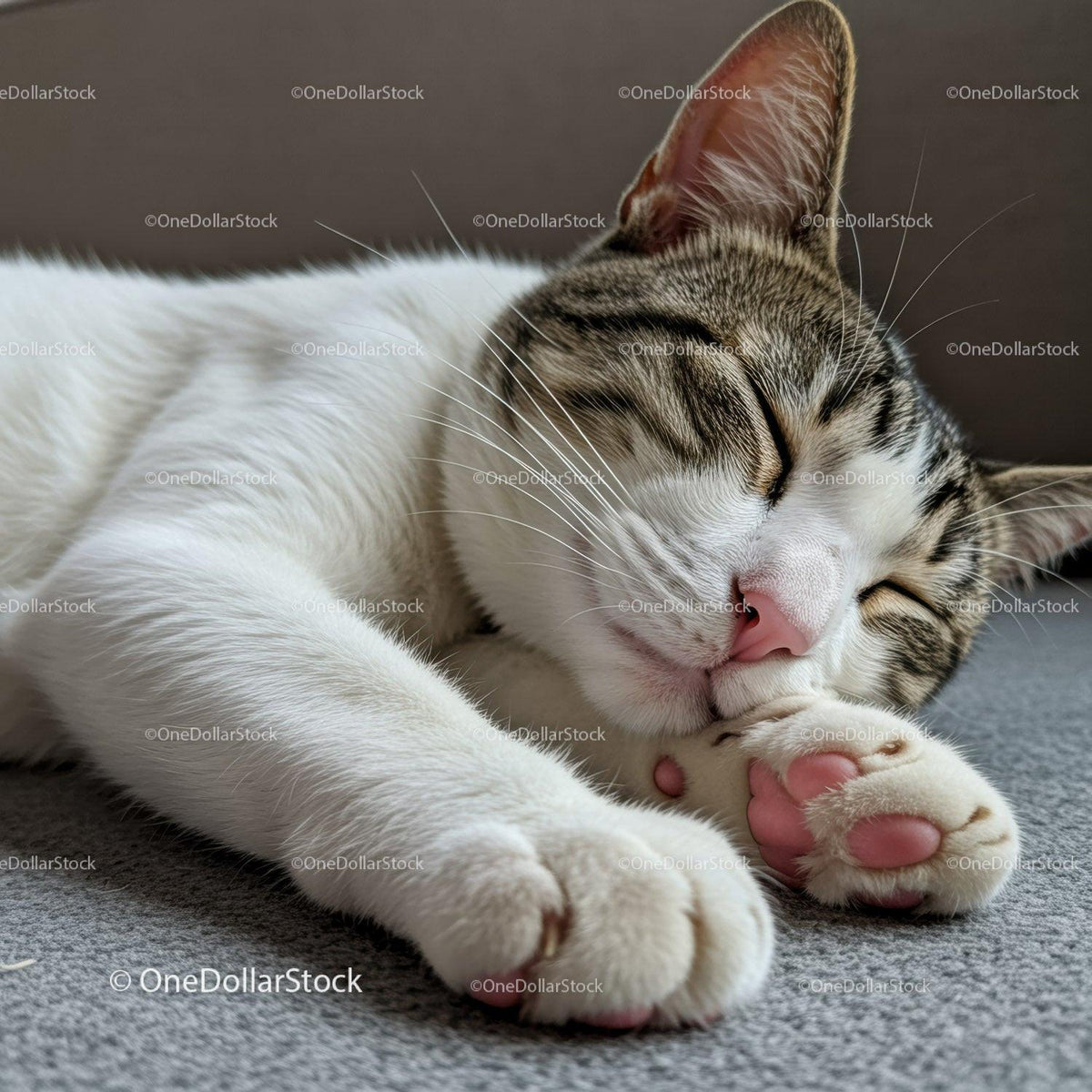 Peaceful tabby cat sleeping on soft carpet close up