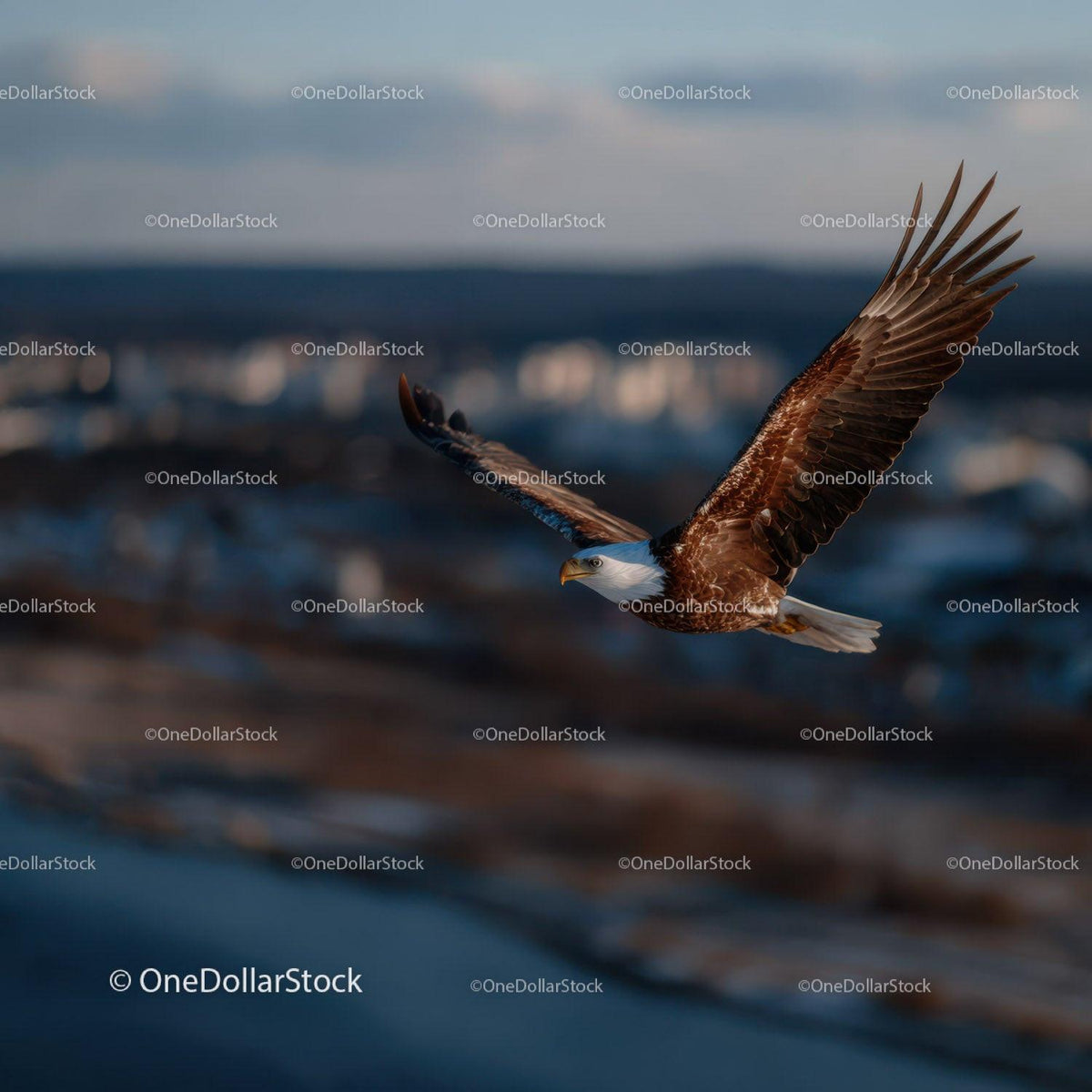 Majestic Bald Eagle in Flight Over Snowy Landscape