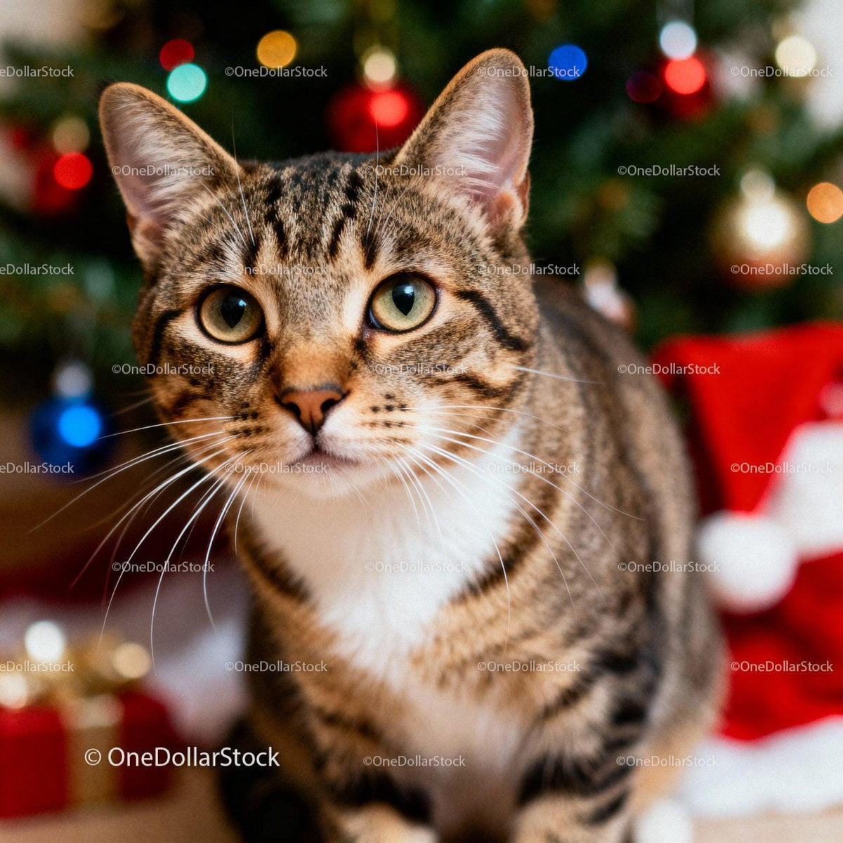 Curious Tabby Cat Posing Near Festive Christmas Tree