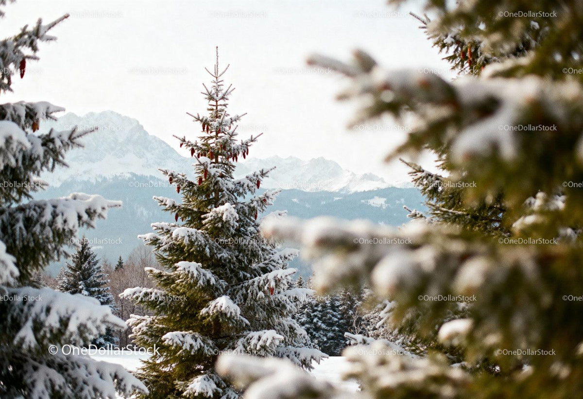 Snow-covered pine trees with mountain backdrop