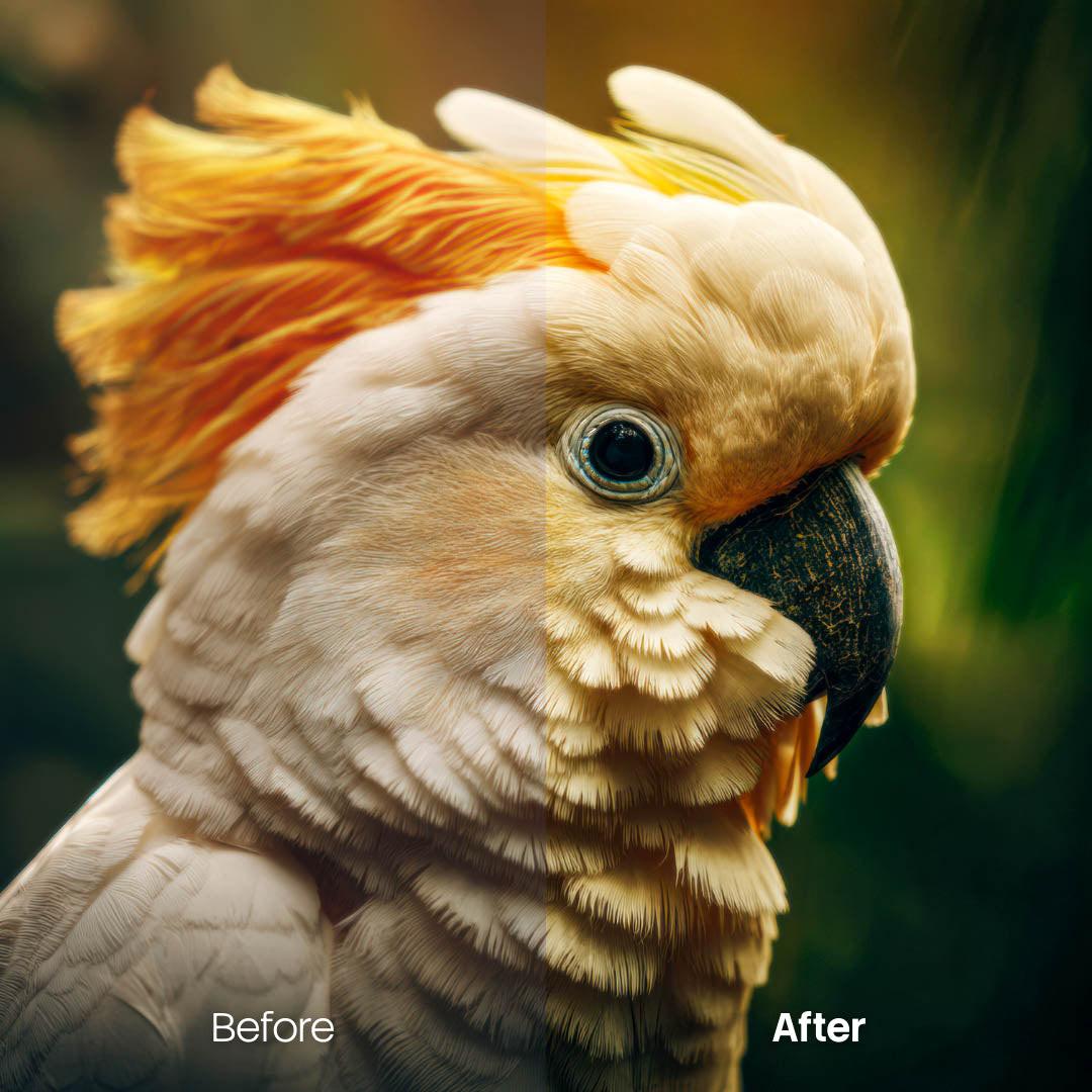 Before and after Pets Warm Lightroom preset edit