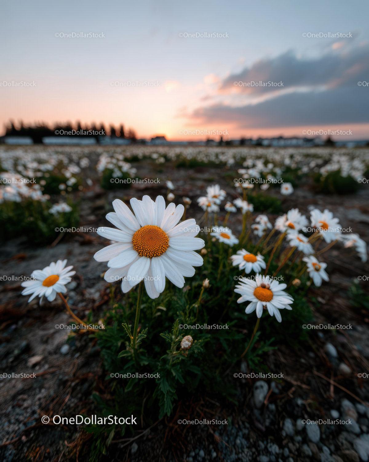 Wild Daisies Blooming in Meadow at Sunset Sky Stock Photo Bundle preview 14