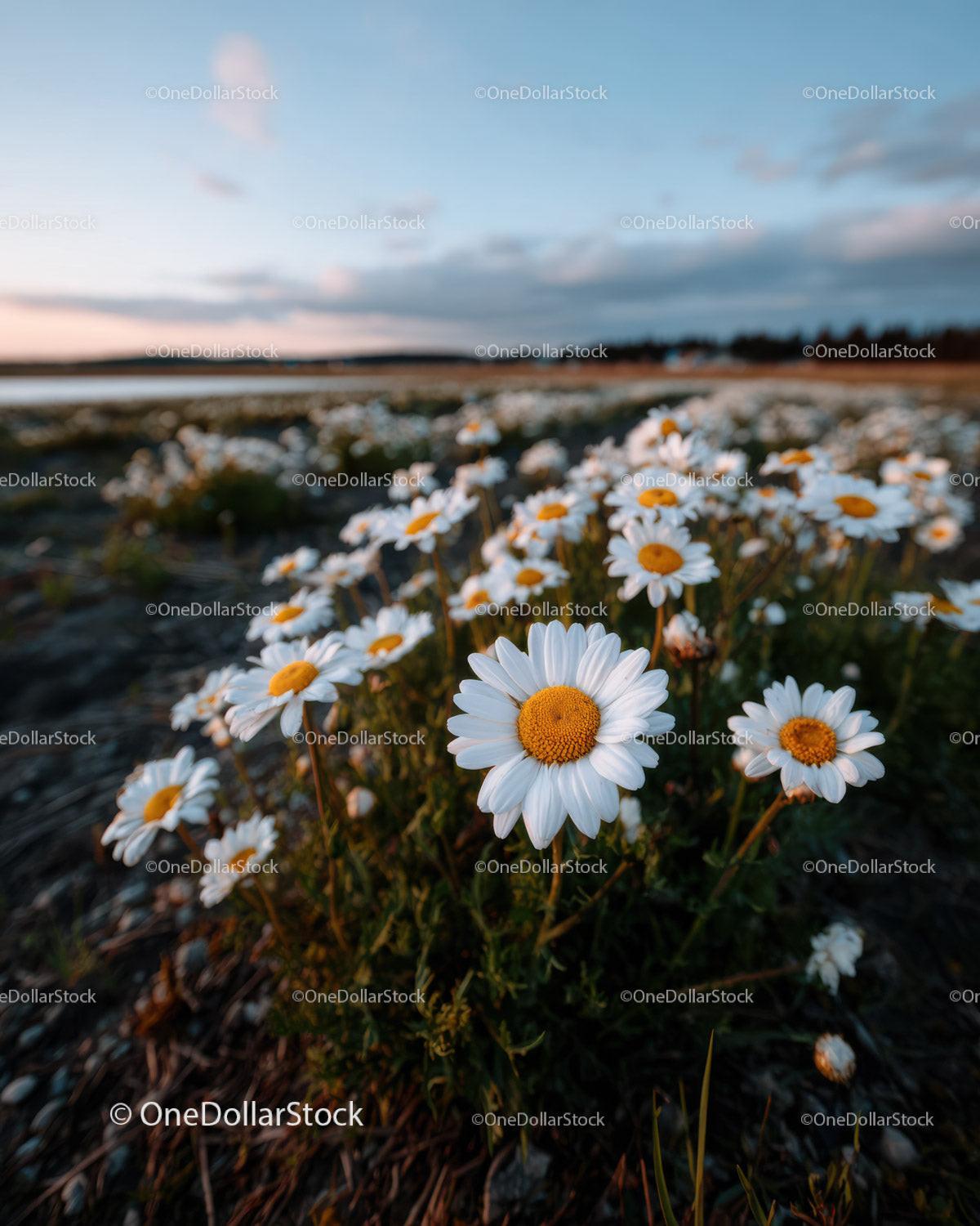 Wild Daisies Blooming in Meadow at Sunset Sky 32 JPG Files digital asset preview