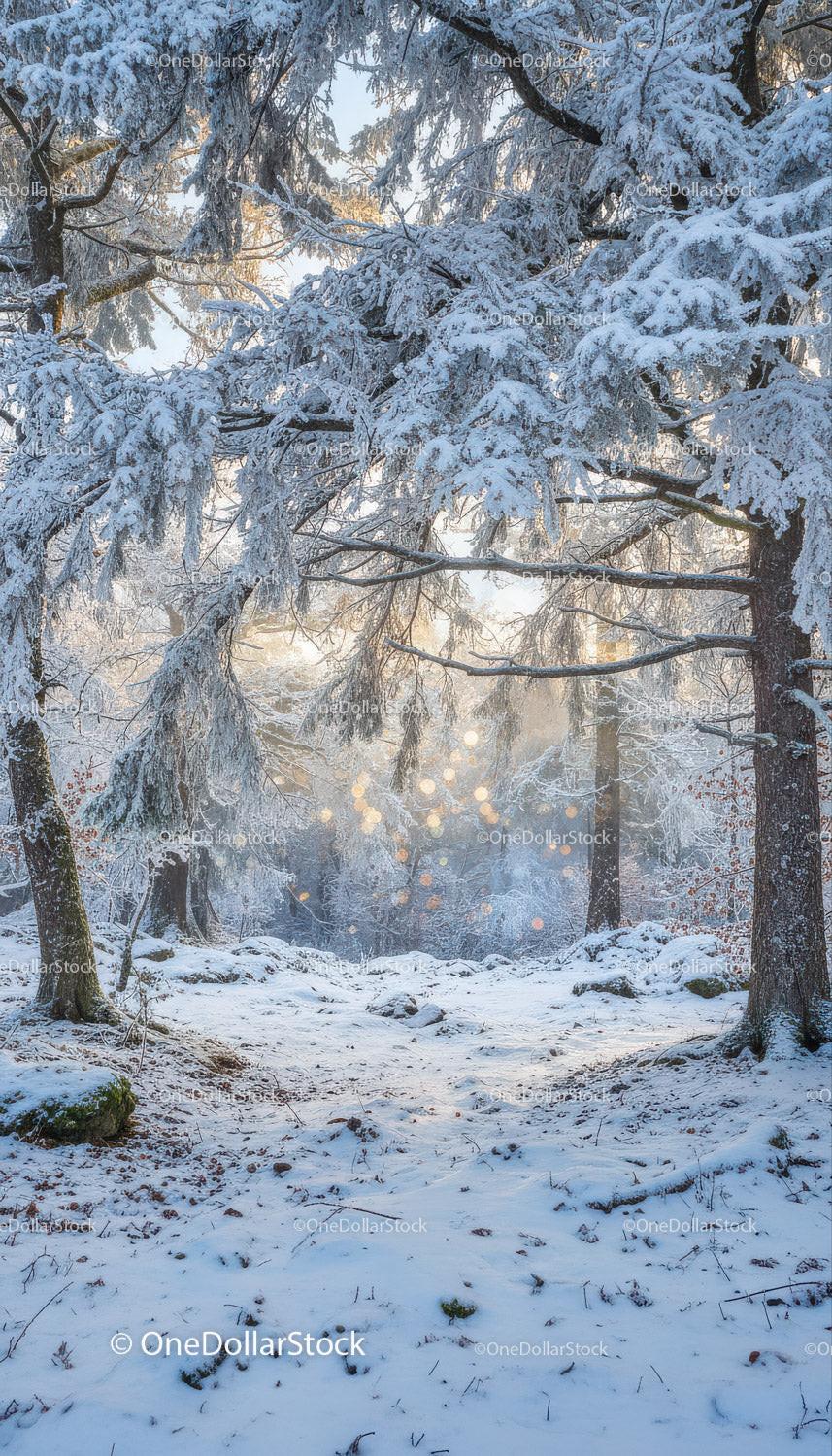 Snow-covered pine trees in peaceful winter forest
