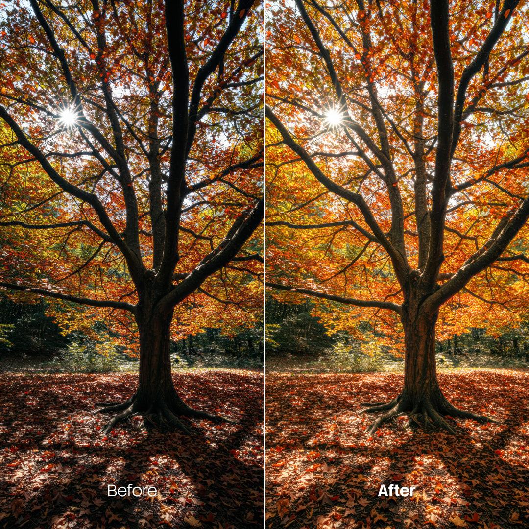 Before and after Sunlit Forest Autumn Hues LUT Pack effect
