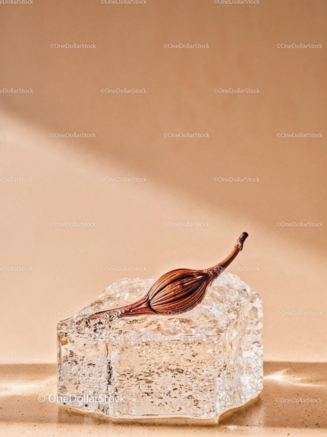 Dry seed pod resting on a melting ice cube