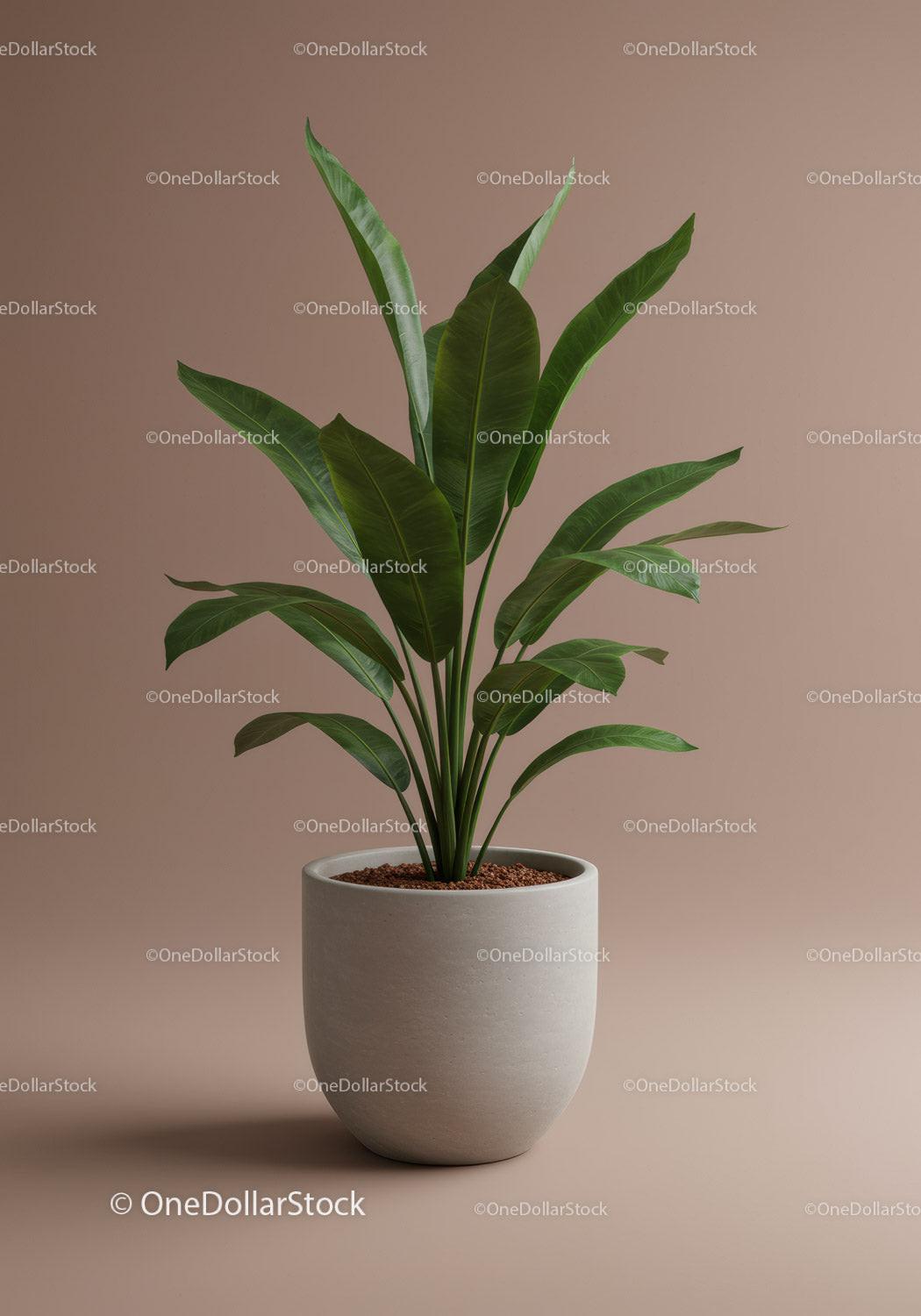 Elegant Green Houseplant in Modern Minimalist Pot for Indoor Decor