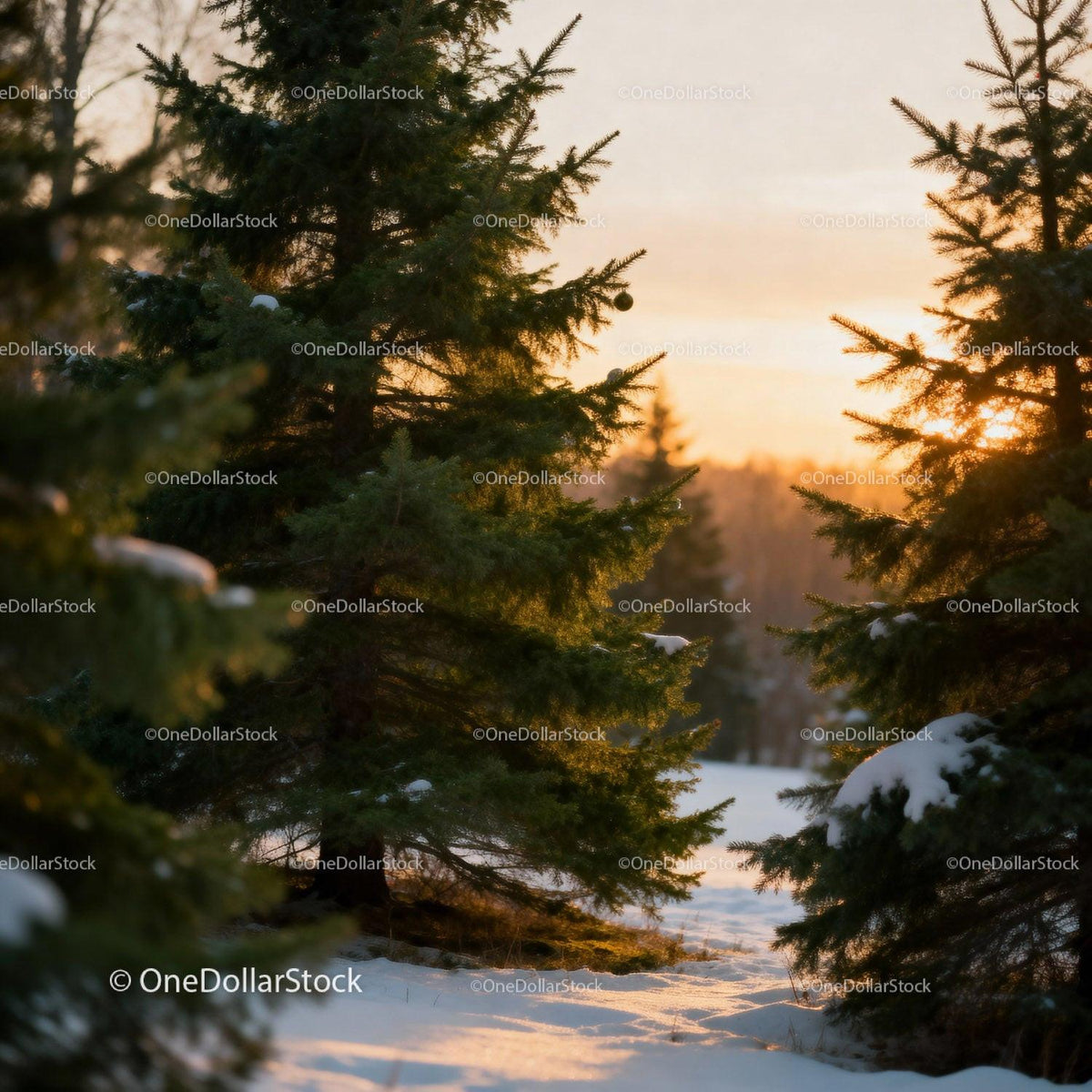 Winter sunset glowing through snow-covered fir trees