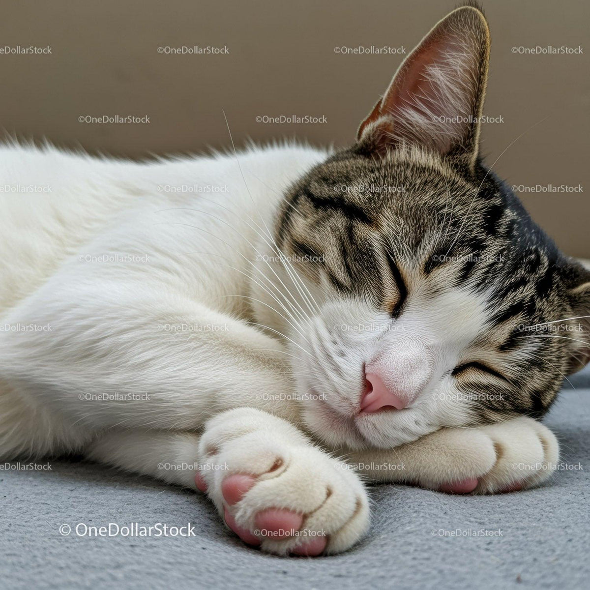 Sleeping tabby cat resting peacefully on soft surface