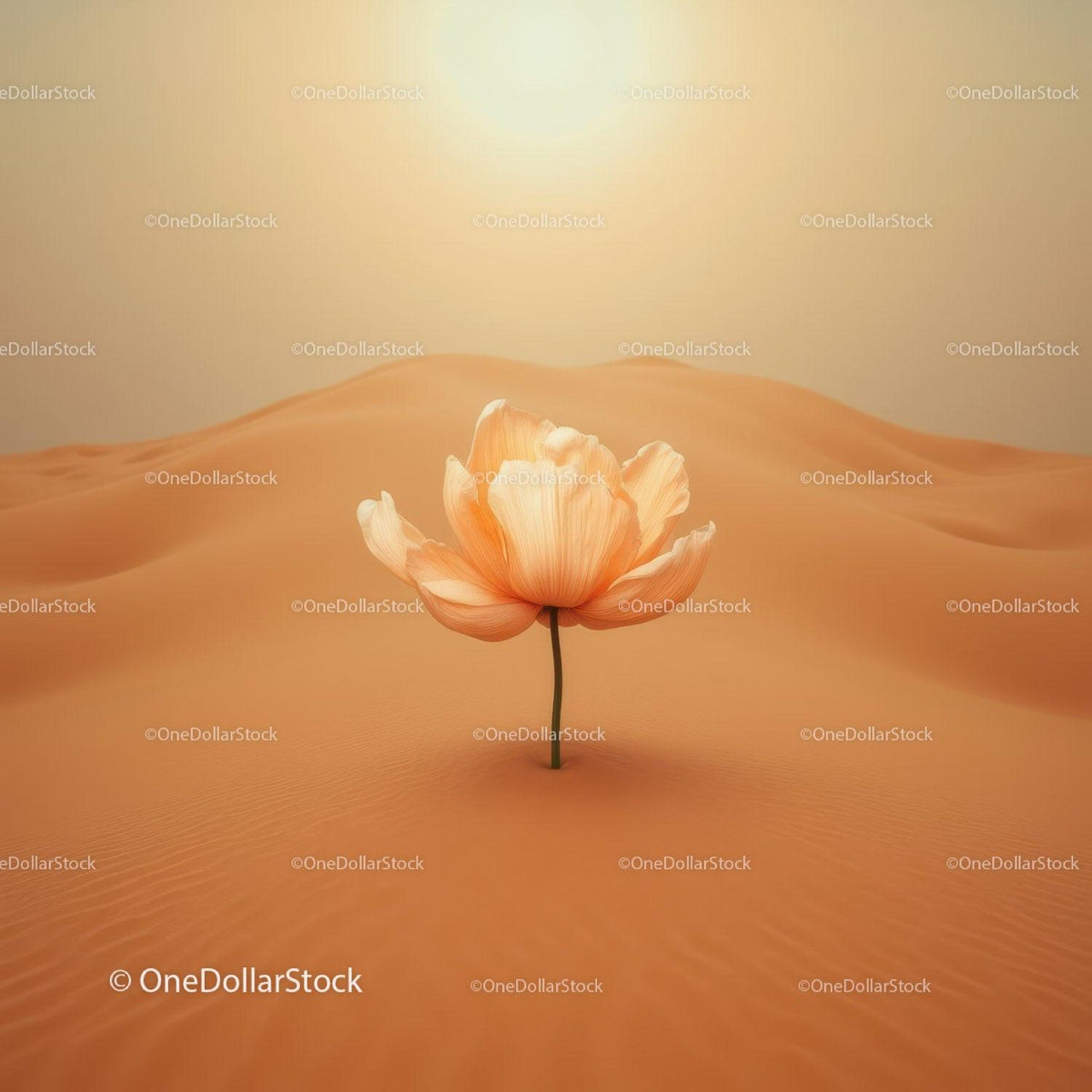 Delicate flower blooming alone in vast desert dunes