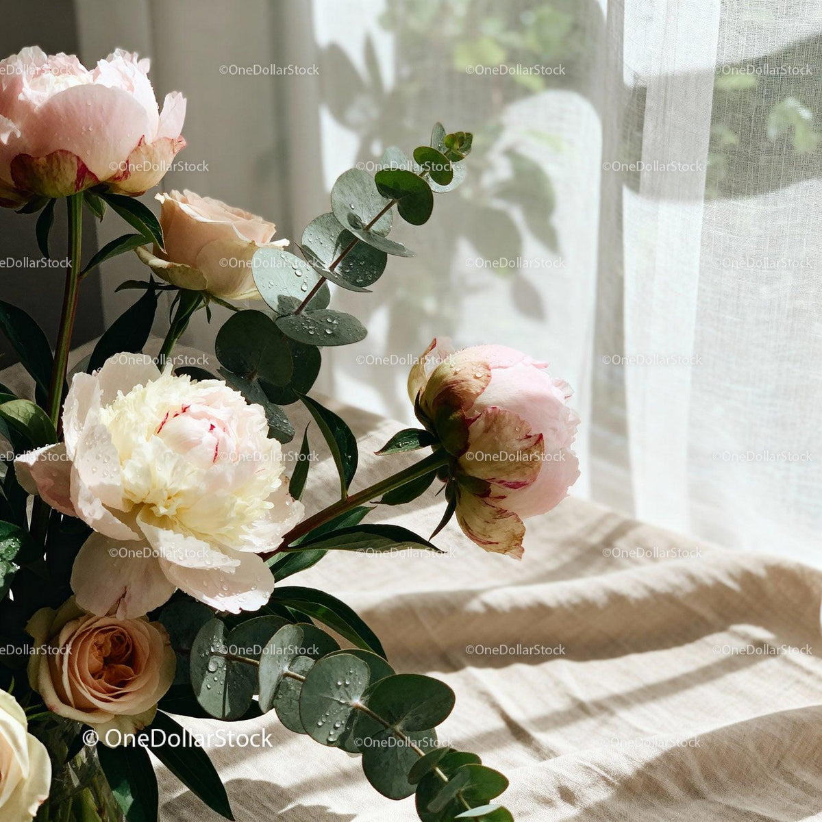 Soft Peonies and Eucalyptus in Natural Sunlight