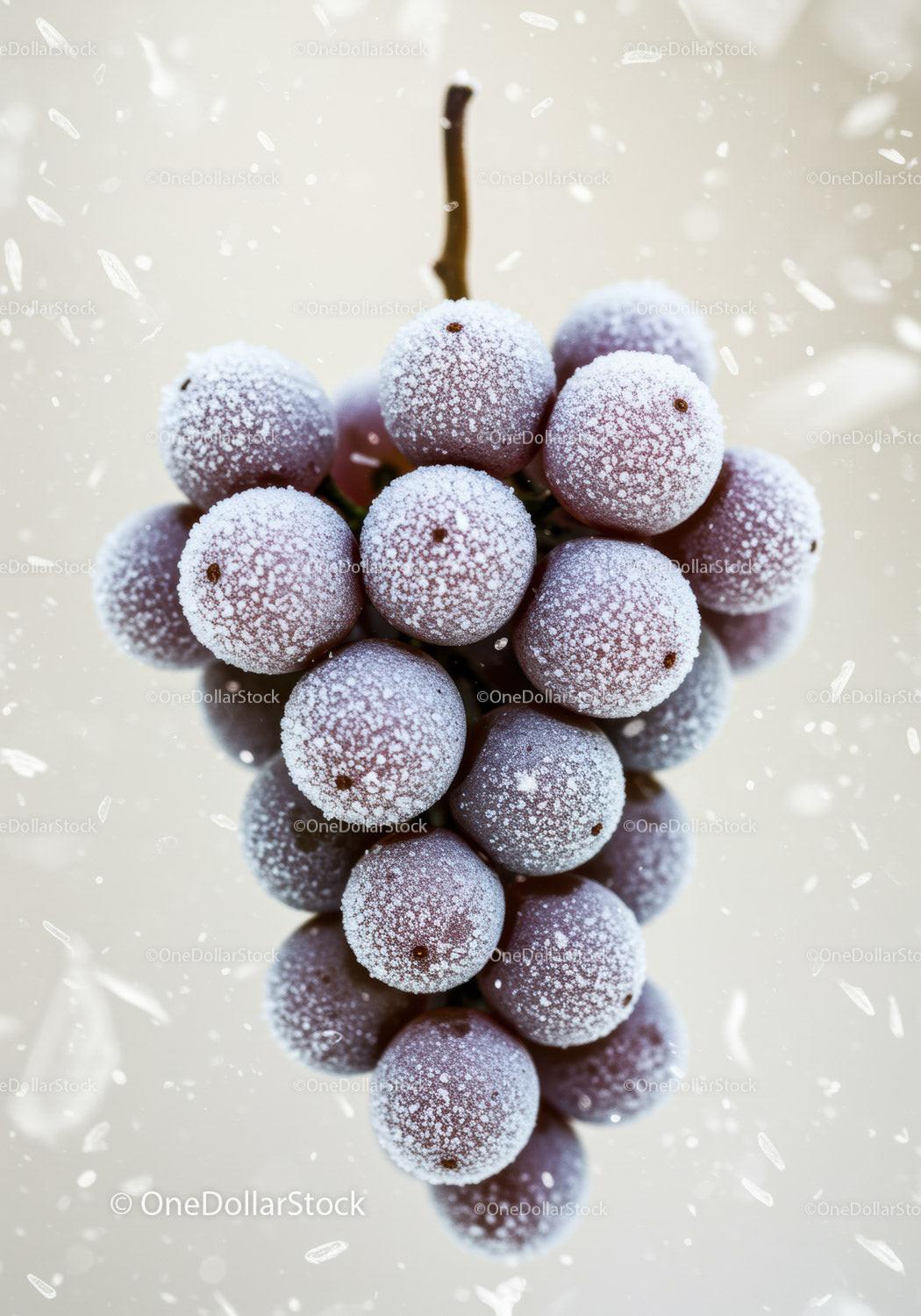 Close Up of Frosted Purple Grapes on Stem