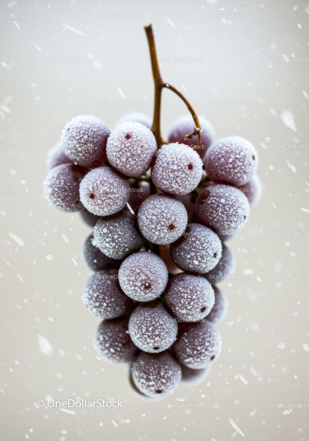 Close up of frozen purple grapes with frost