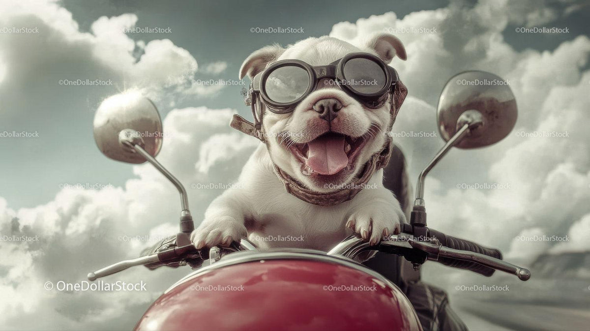 White bulldog puppy wearing black goggles on red motorcycle with cloudy sky