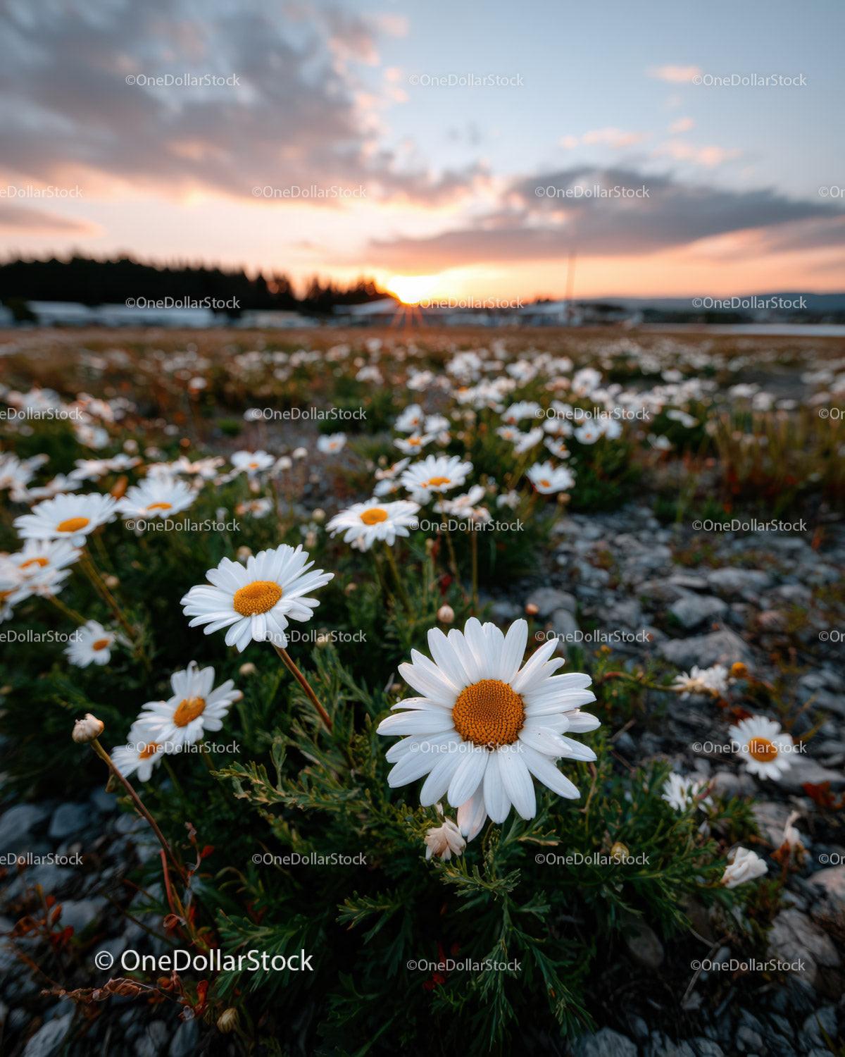 Wild Daisies Blooming in Meadow at Sunset Sky Stock Photo Bundle preview 18