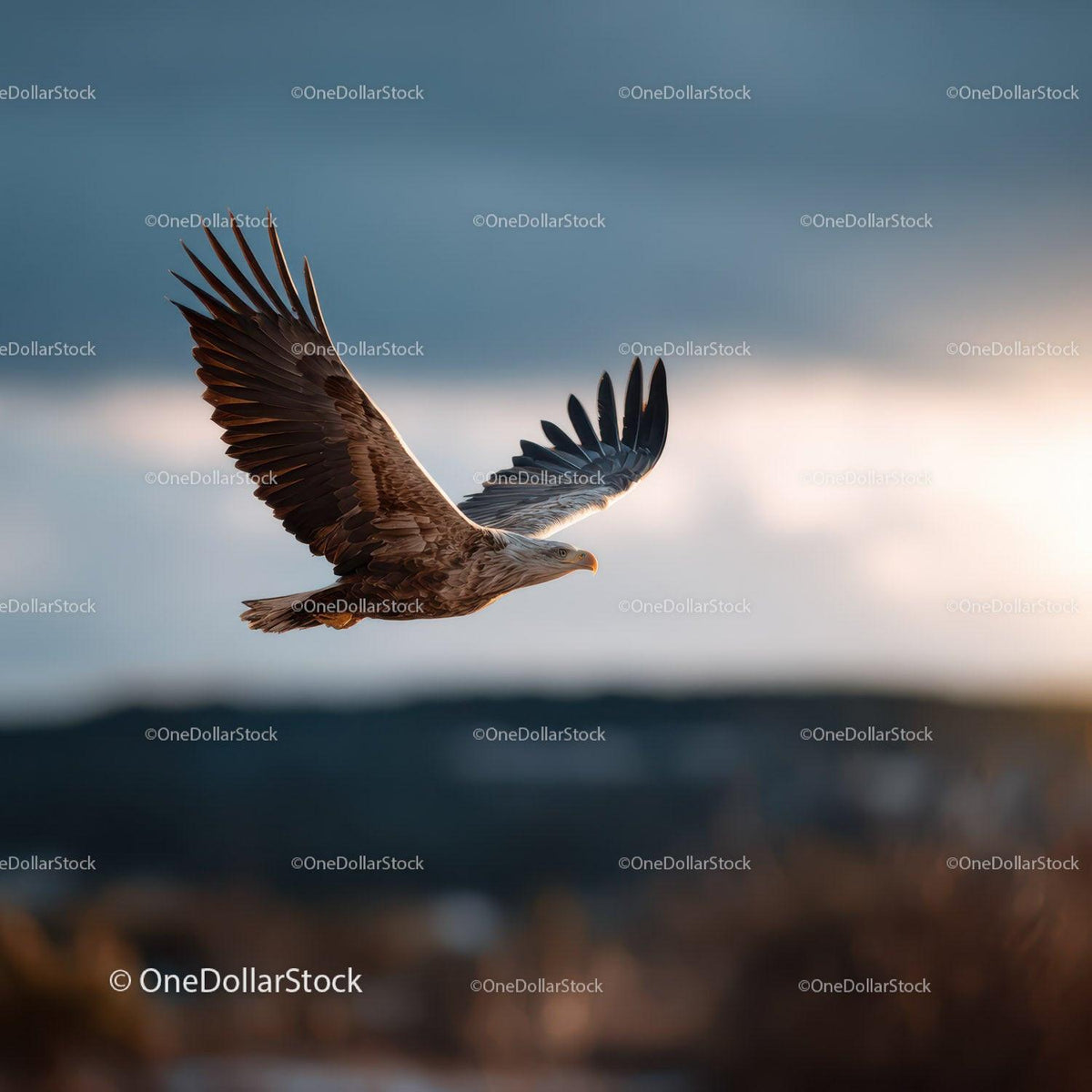 Majestic Bald Eagle Soaring in Open Sky