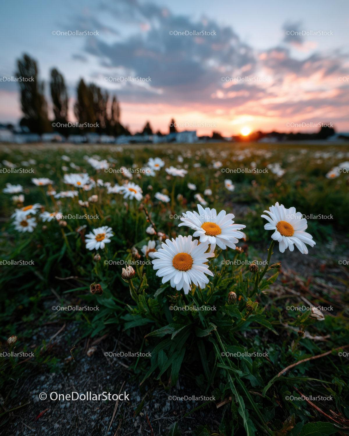 stock photo bundle made with Wild Daisies Blooming in Meadow at Sunset Sky Stock Photo Bundle