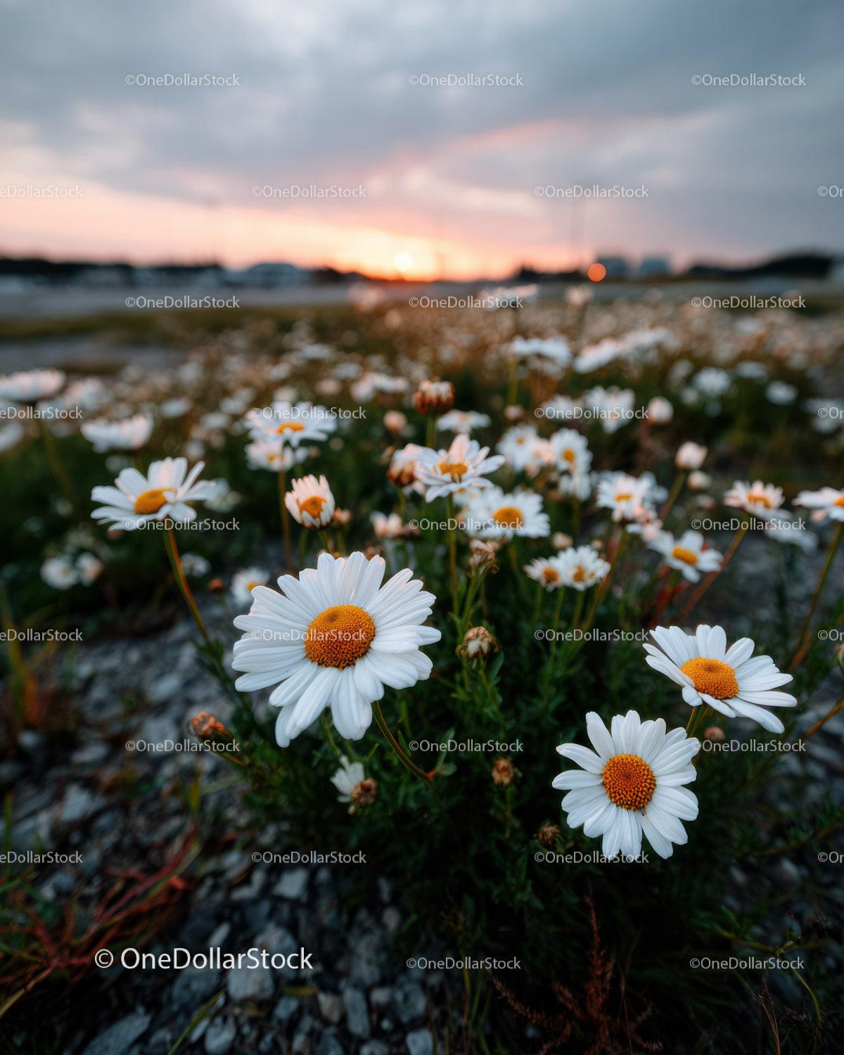 Wild Daisies Blooming in Meadow at Sunset Sky Stock Photo Bundle preview 27