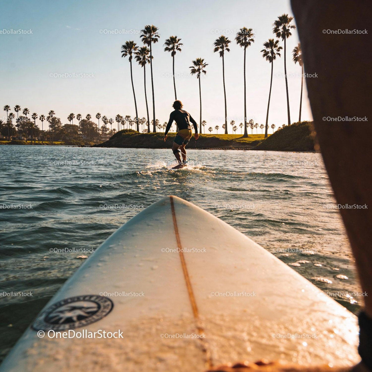 Man Surfing on Calm Water Near Palm Trees in Sunset