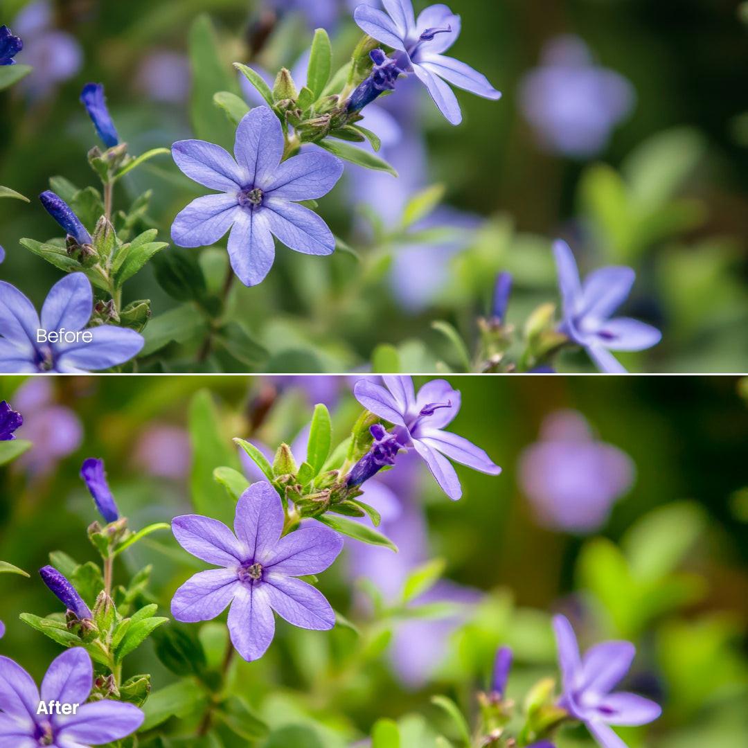 Before and after Flower Bloom LUT Pack effect