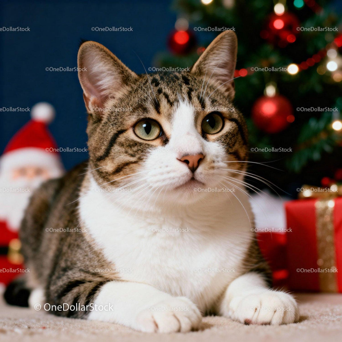 Tabby cat resting near Christmas decorations
