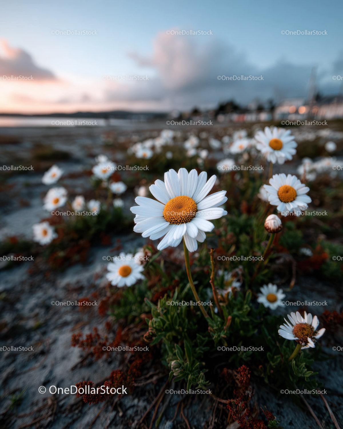Wild Daisies Blooming in Meadow at Sunset Sky Stock Photo Bundle preview 29