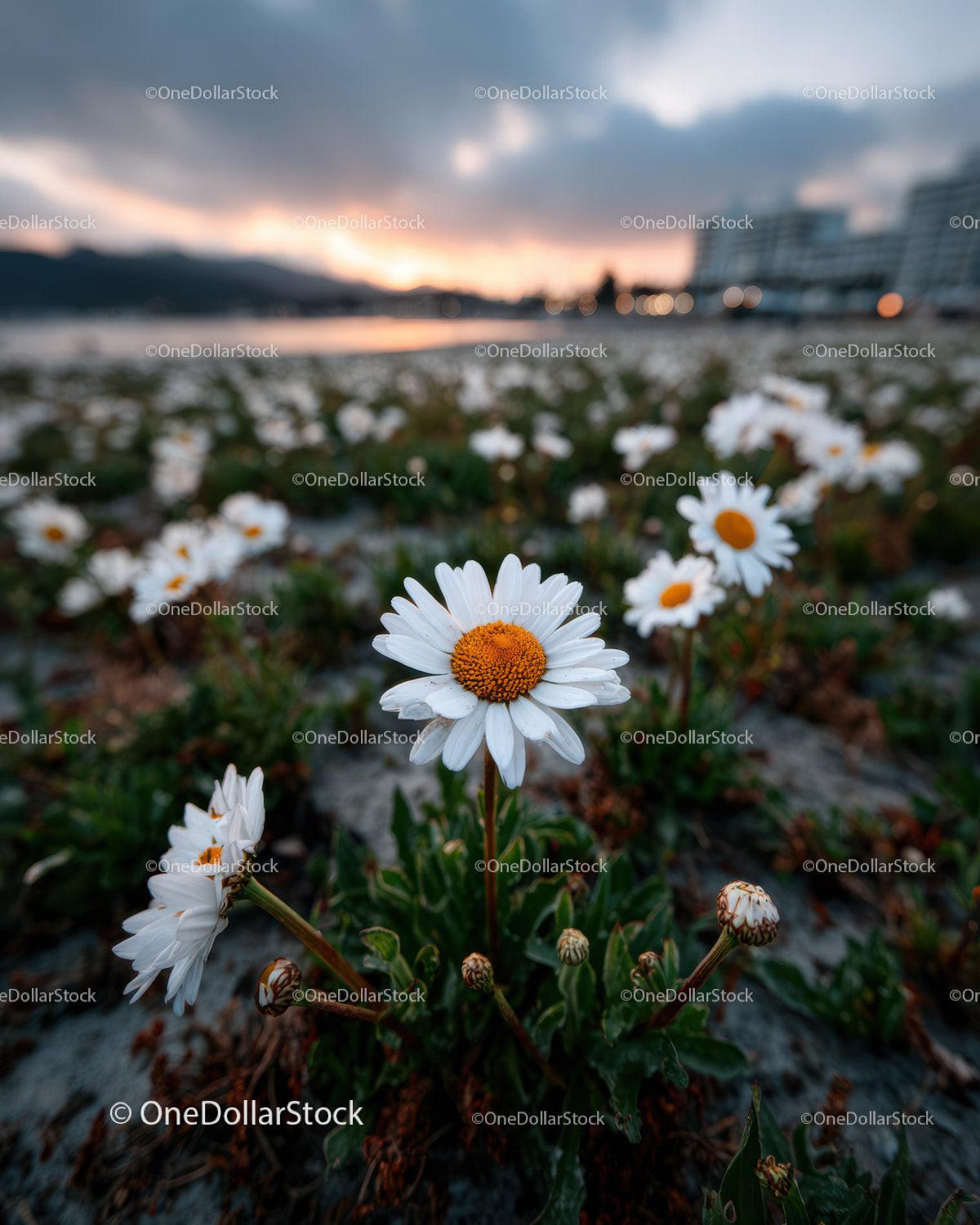 Wild Daisies Blooming in Meadow at Sunset Sky Stock Photo Bundle preview 31