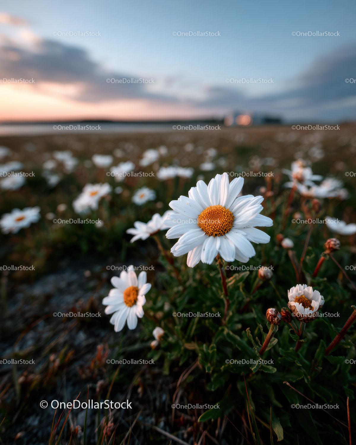 Wild Daisies Blooming in Meadow at Sunset Sky Stock Photo Bundle preview 17