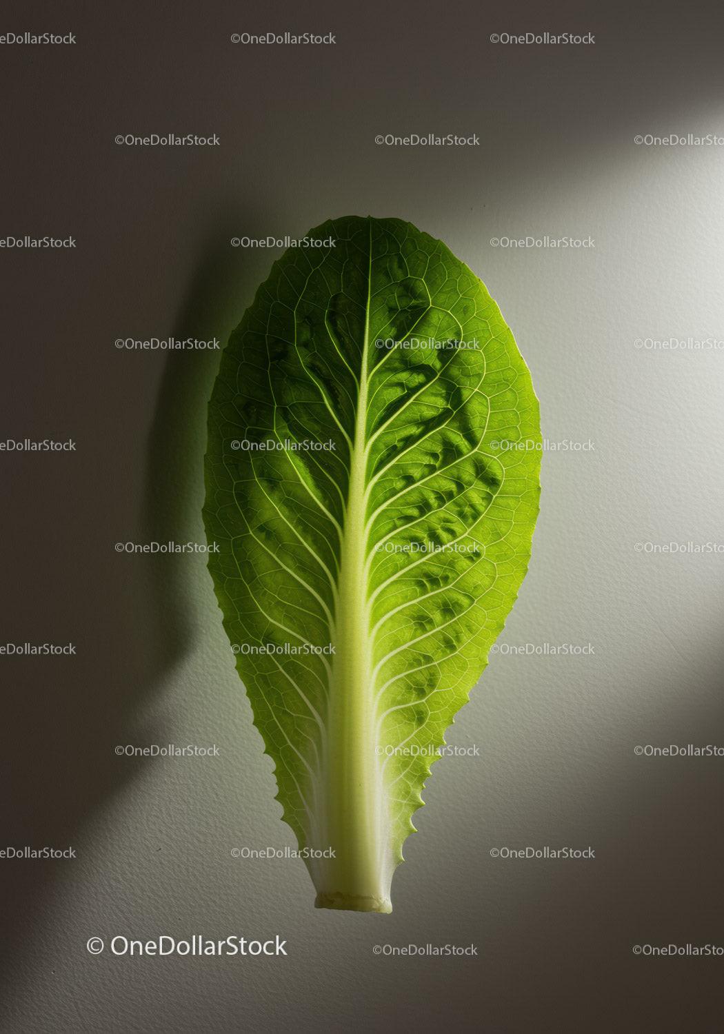 Fresh Green Romaine Lettuce Leaf on Neutral Background