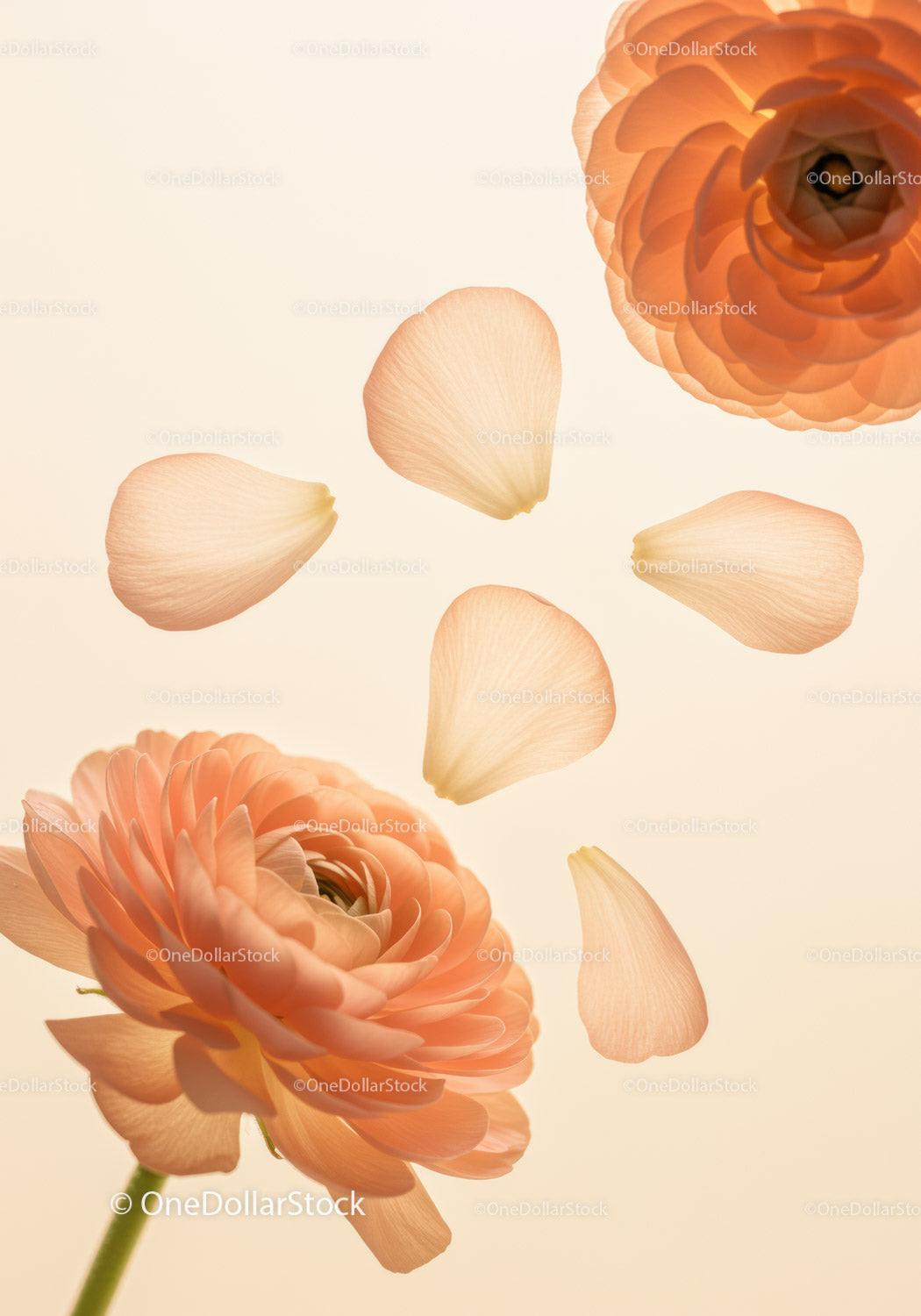 Soft peach ranunculus blooms with floating petals