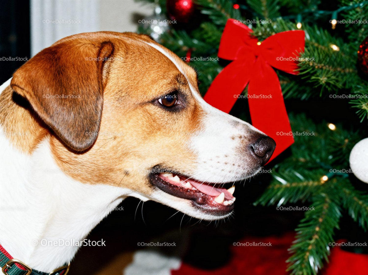 Happy dog looking at decorated Christmas tree indoors