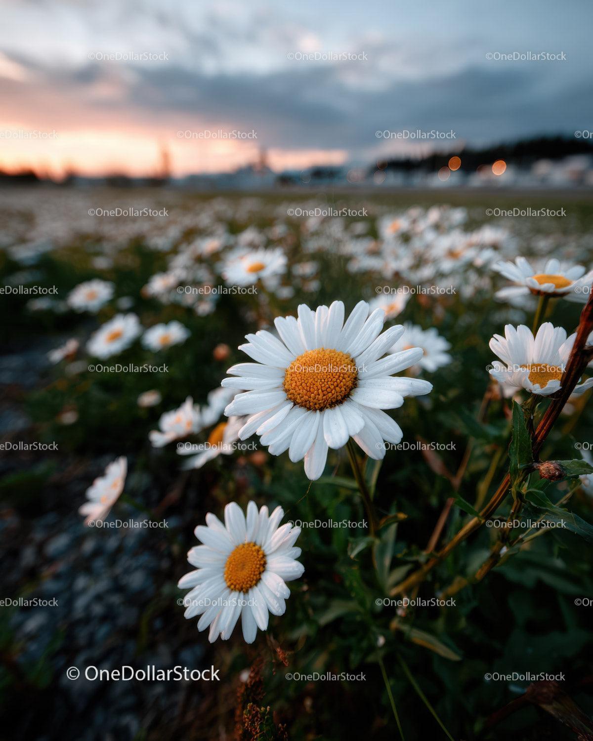 Wild Daisies Blooming in Meadow at Sunset Sky Stock Photo Bundle preview 24