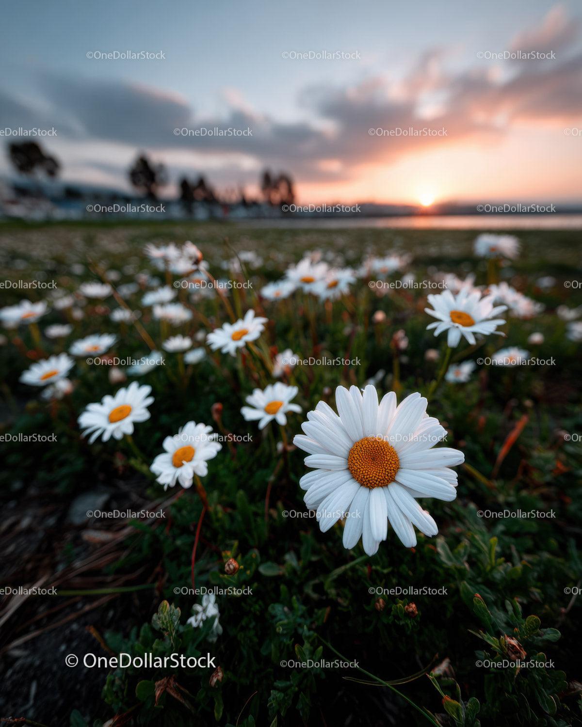 Wild Daisies Blooming in Meadow at Sunset Sky Stock Photo Bundle preview 7