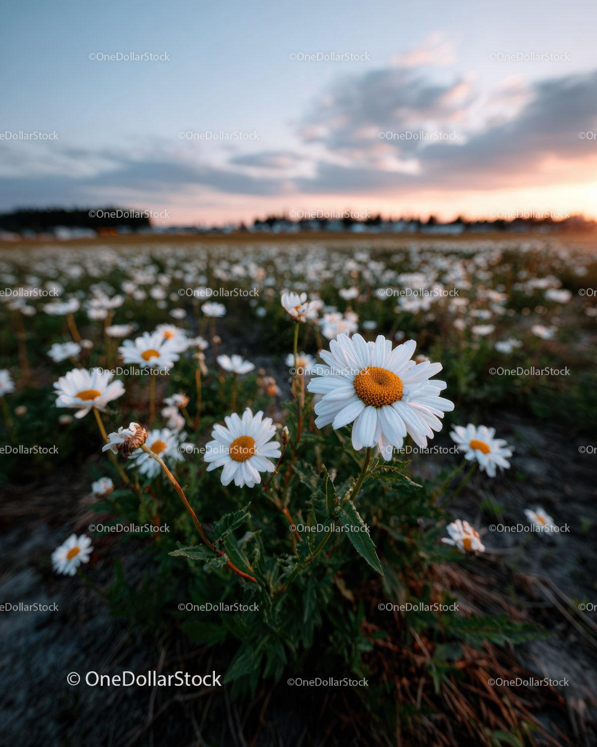 Wild Daisies Blooming in Meadow at Sunset Sky Stock Photo Bundle preview 19