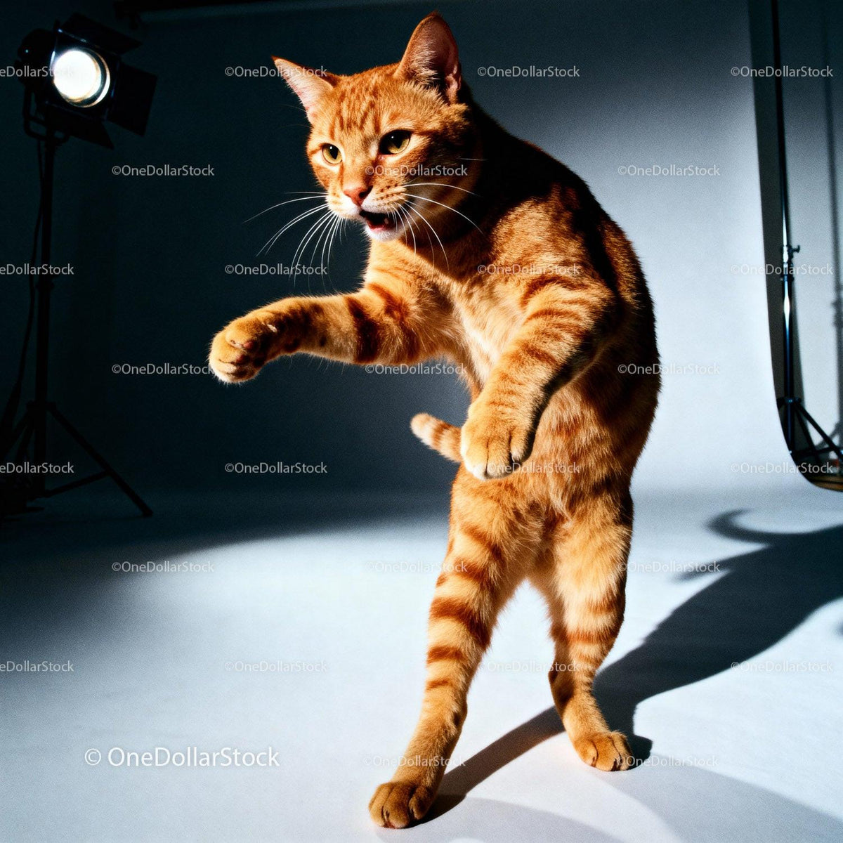 Playful ginger cat standing and reaching out in studio