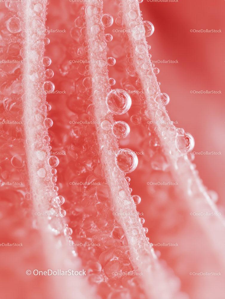 Pink Bubbles on Liquid Surface with Abstract Artistic Texture