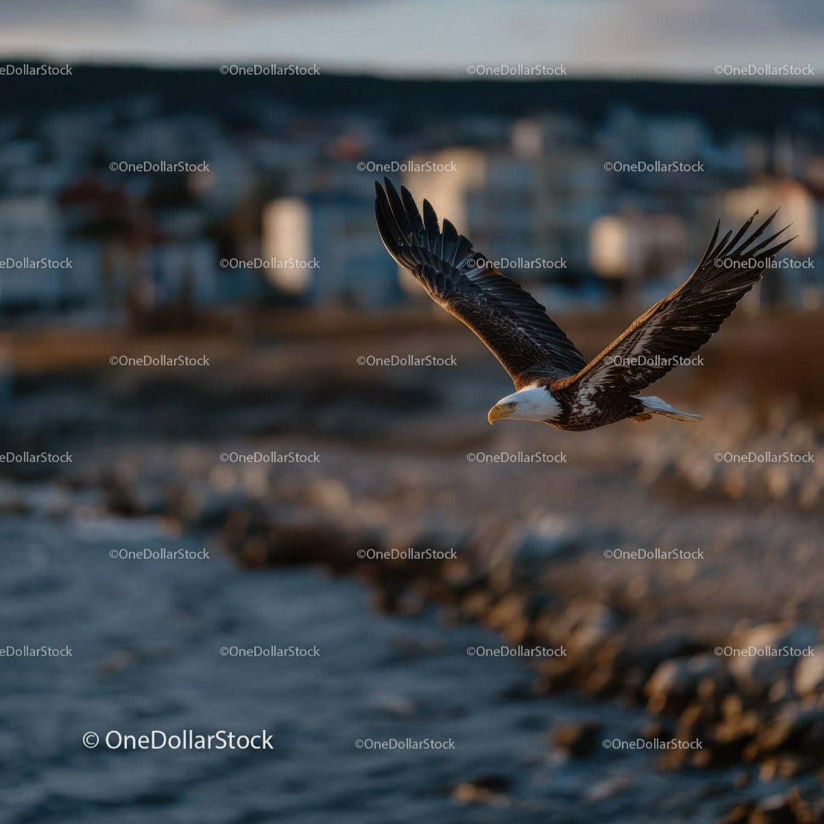 Majestic Bald Eagle in Flight Over Coastal Water and Rocks