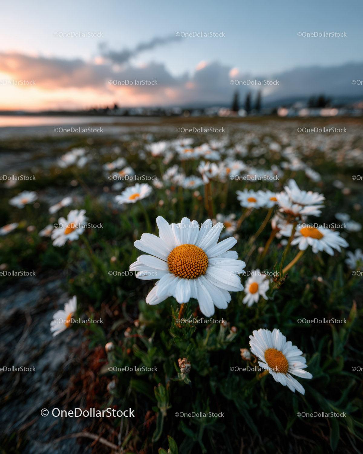 Wild Daisies Blooming in Meadow at Sunset Sky Stock Photo Bundle preview 30