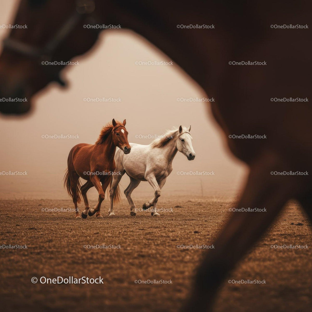 Majestic Herd of Brown Horses Running in Sunset Landscape Stock Photo Bundle preview 8
