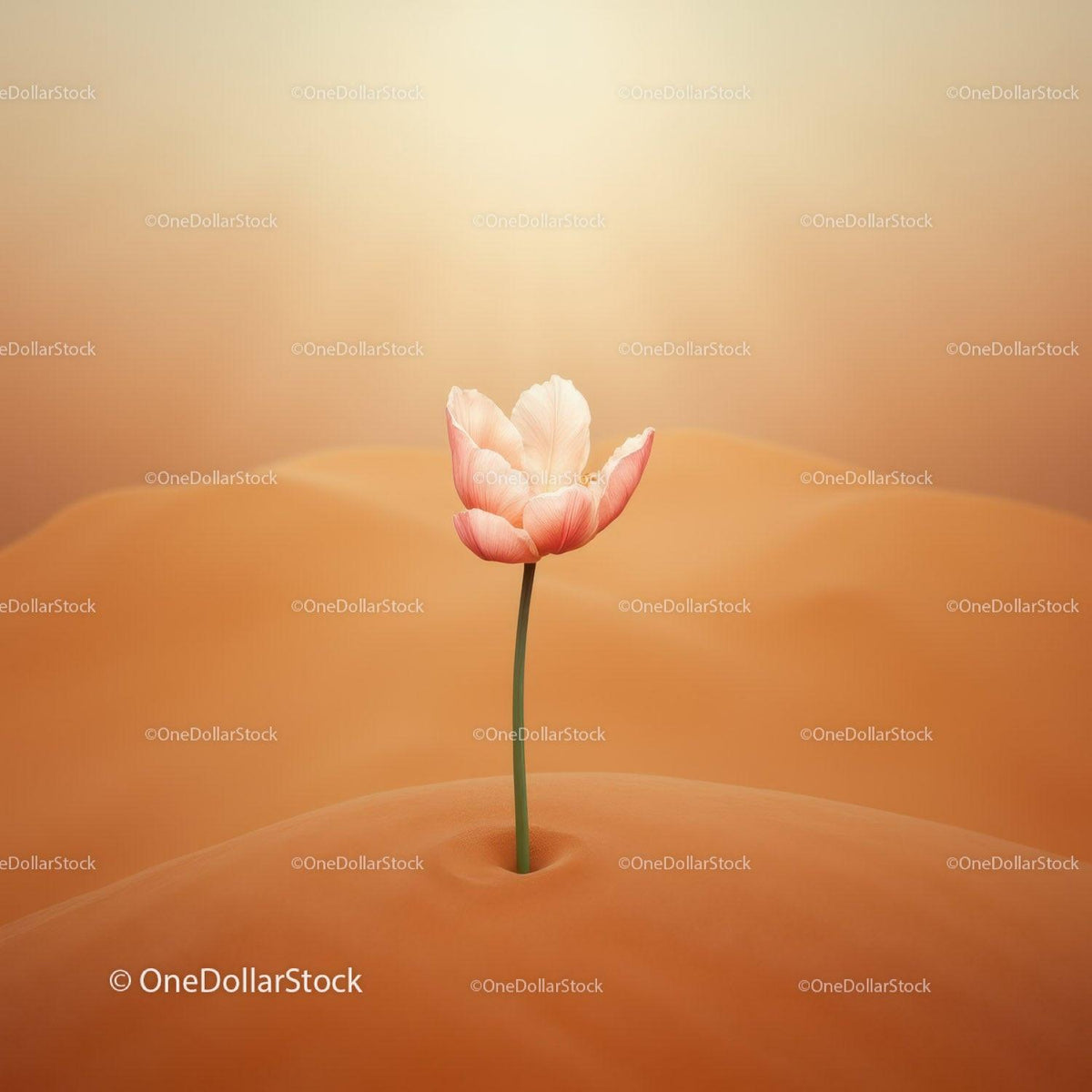 Delicate pink tulip growing from soft sand dunes