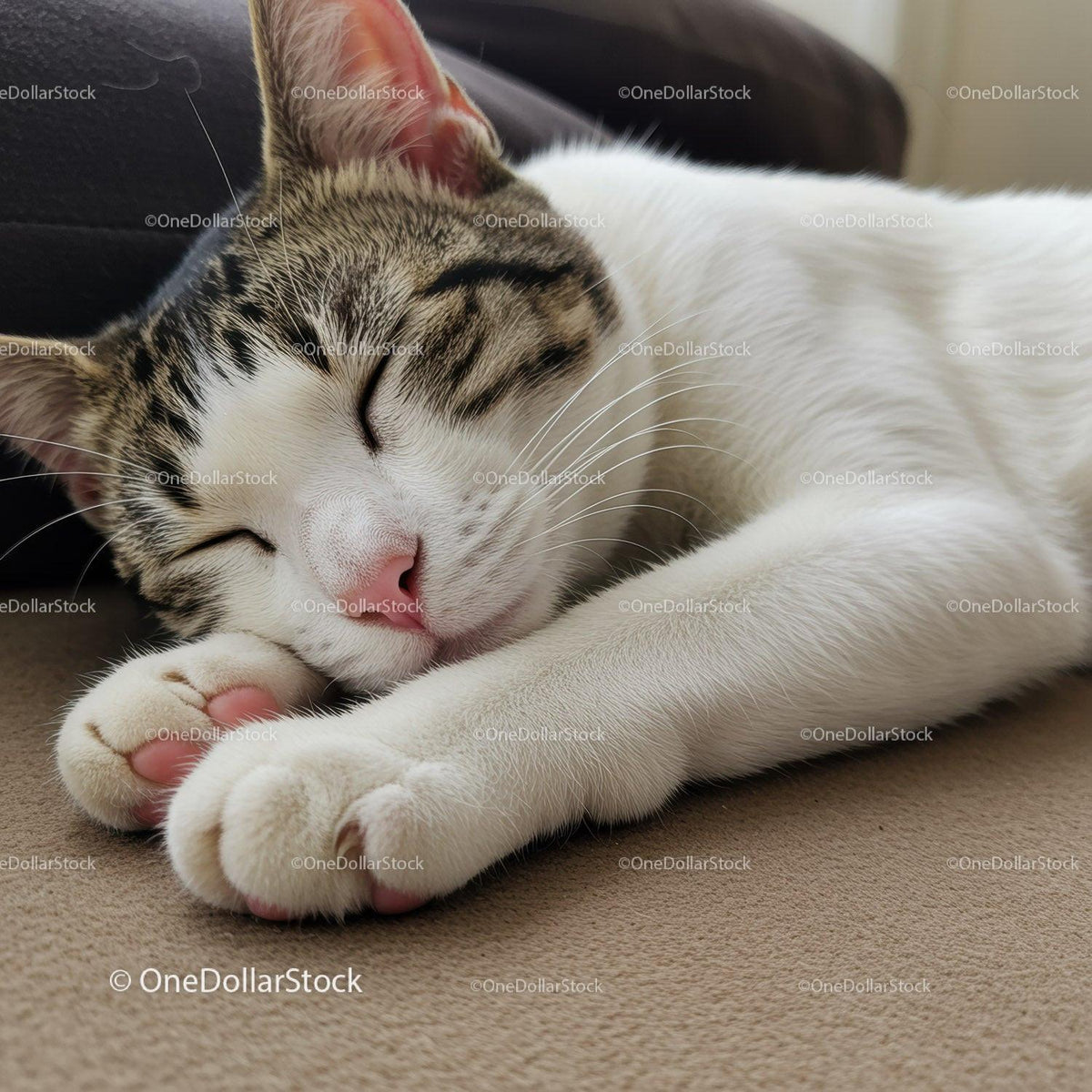 Close-up of a peaceful sleeping tabby cat