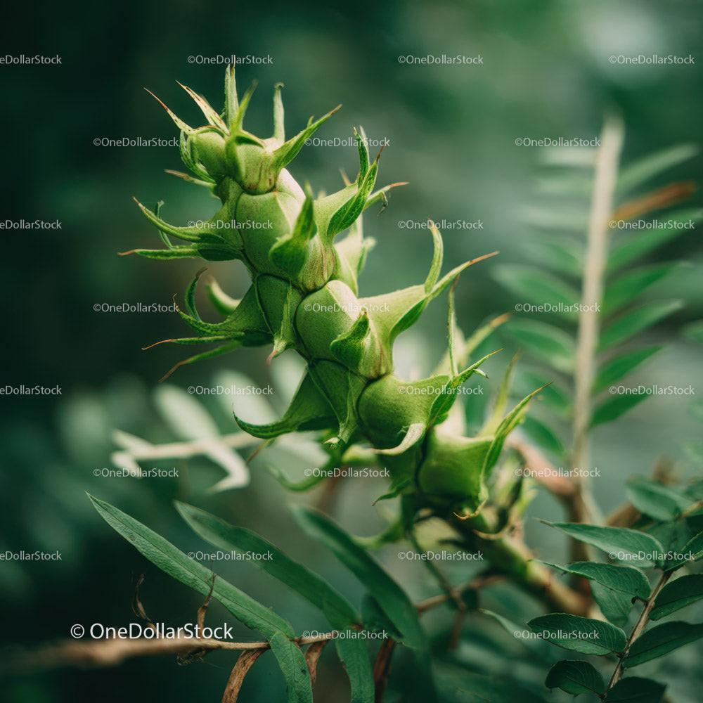 Close-Up of Green Brussels Sprouts on Plant in Garden