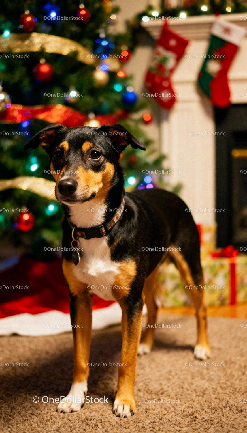 Small dog standing near decorated Christmas tree indoors