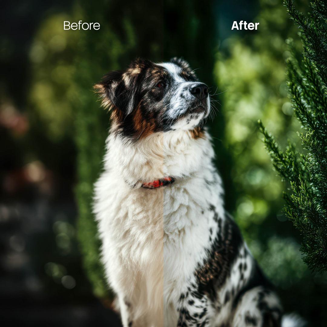 Before and after Pets Cold Lightroom preset edit