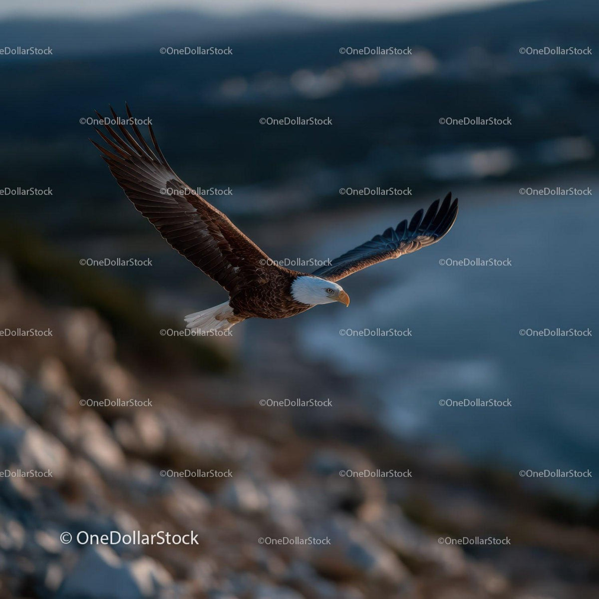 Majestic Bald Eagle in Flight Over Coastal Cliff