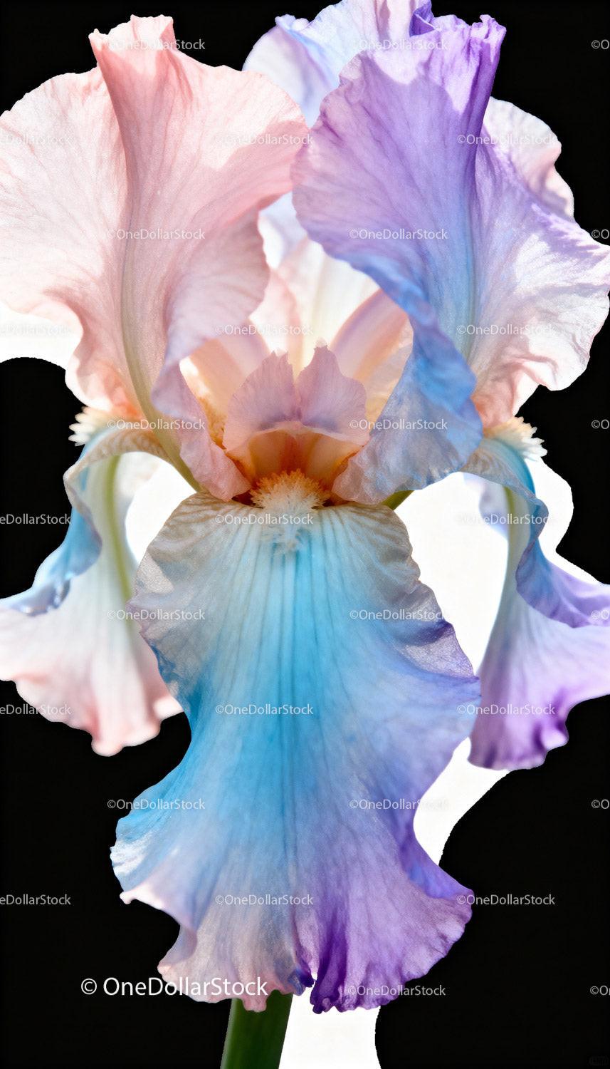 Delicate pastel iris flower with soft light
