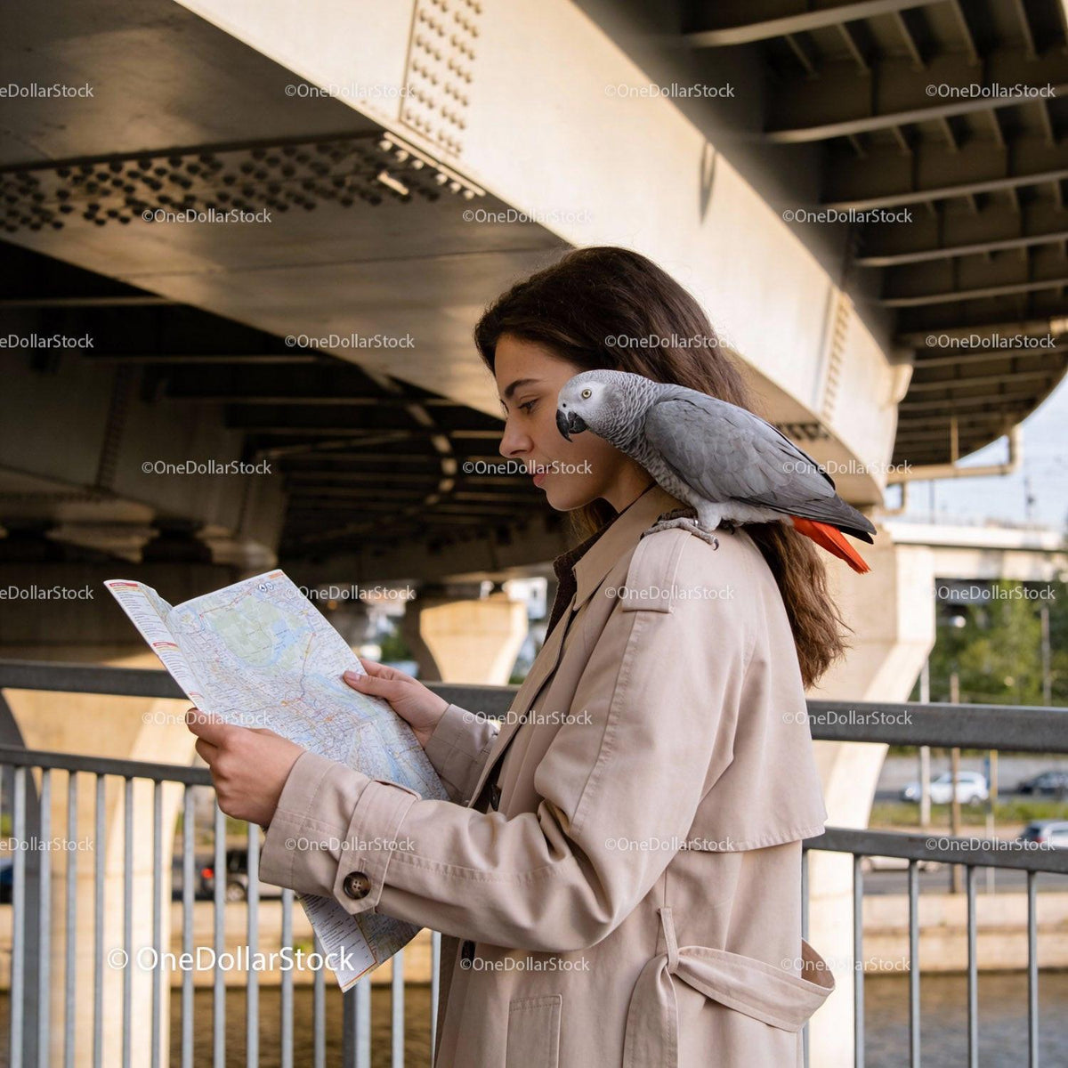 Woman with African Grey Parrot Reading Map Outdoors