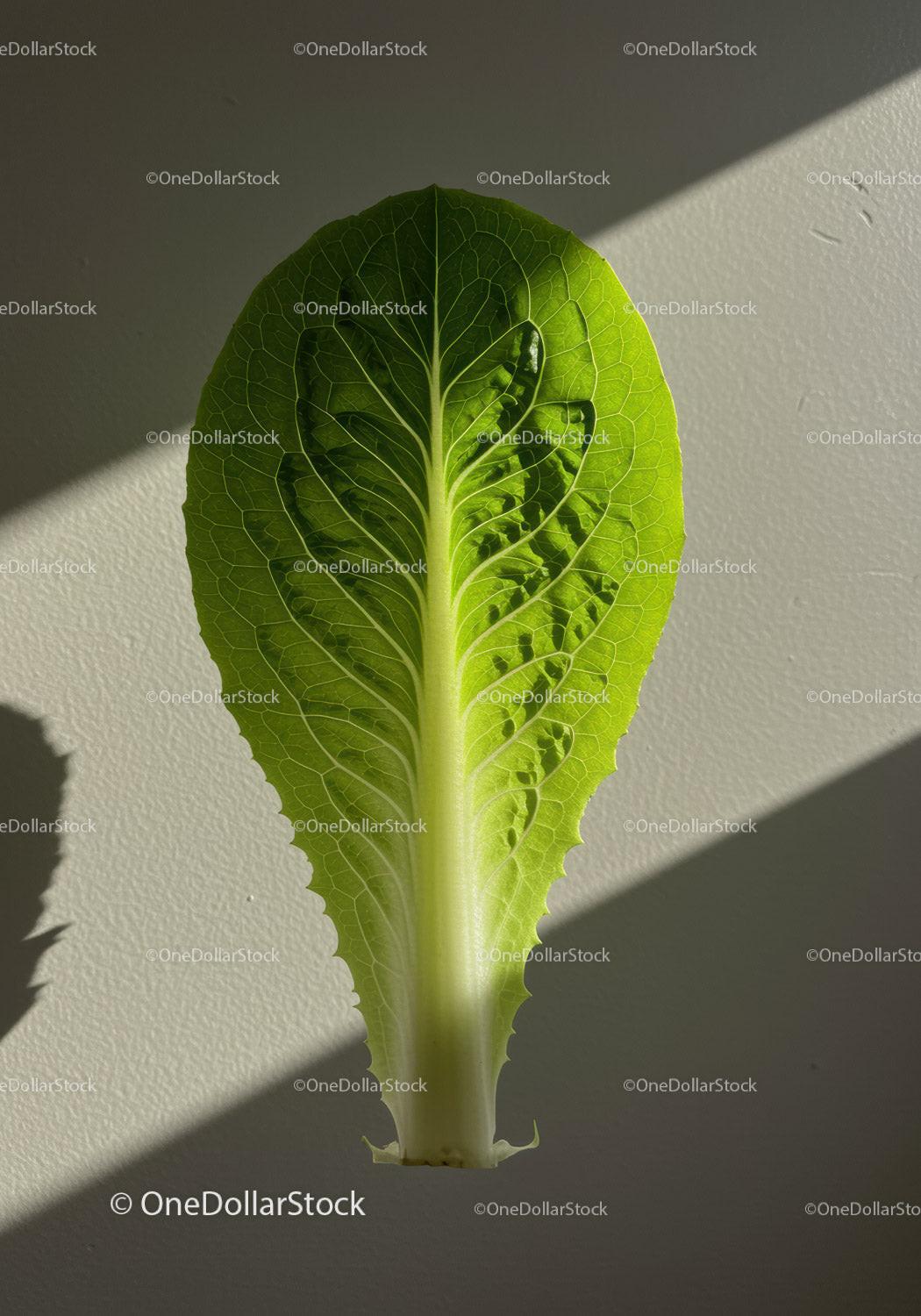 Fresh green romaine lettuce leaf in natural light